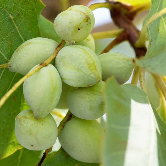 Kakadu Plum: The Superfood Powerhouse from Australia's Outback